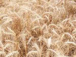 Rabi Sowing: Wheat, Pulses Acreage Up Despite Notes Ban - The Financial ...